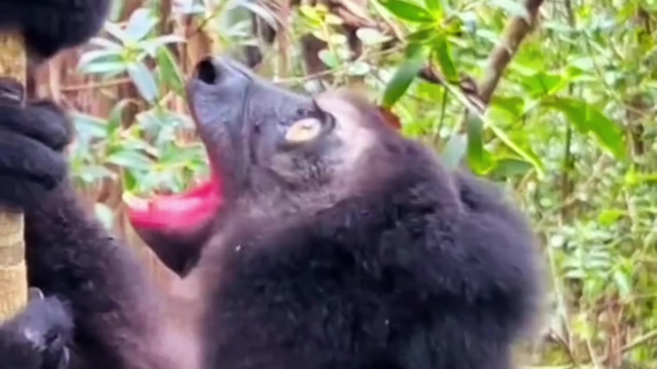 WHAT'S A DENGEROUS ANIMAL 😱😱😱