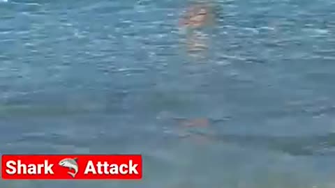 Shark Attack Rio De Janeiro Atlantic Ocean #shark #travel #subscribe #comedy #brazil #ocean