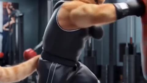 Cat doing exercises