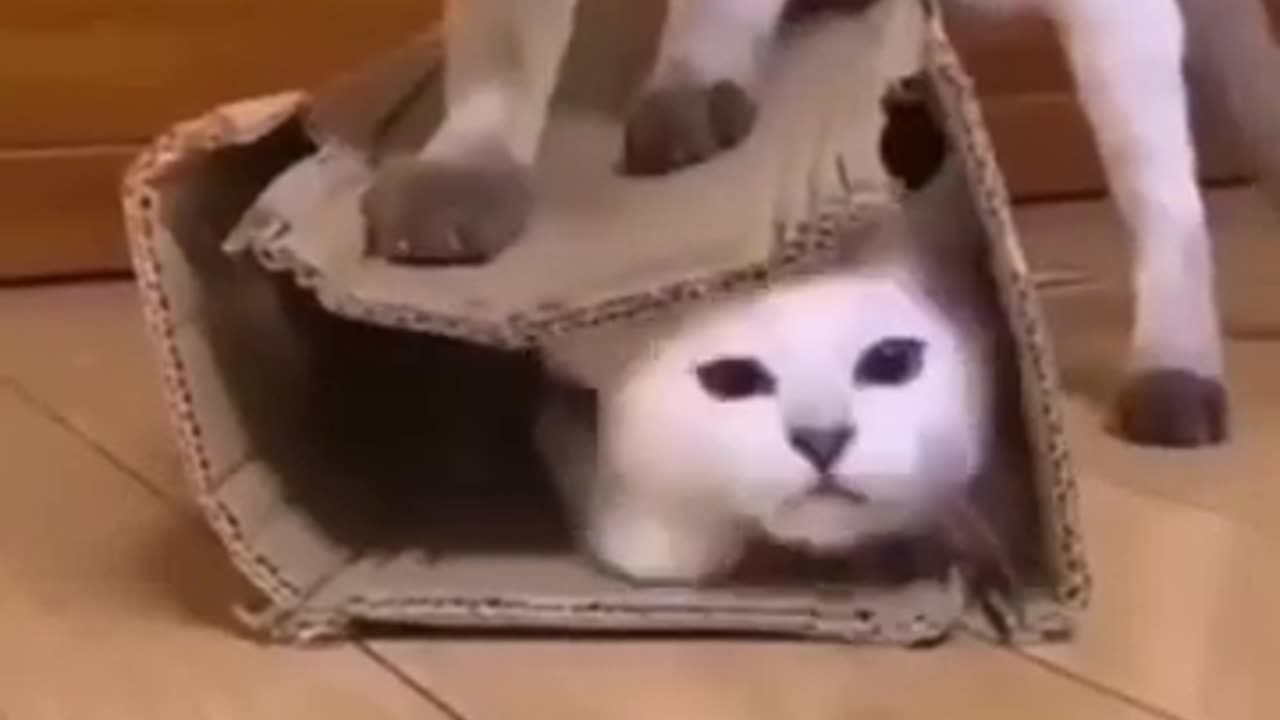 Cuteness Ambush — They’re Out of Control