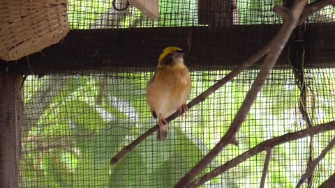 Weaver bird