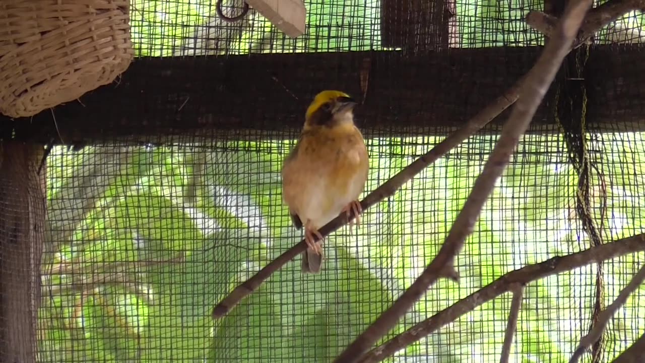 Weaver bird