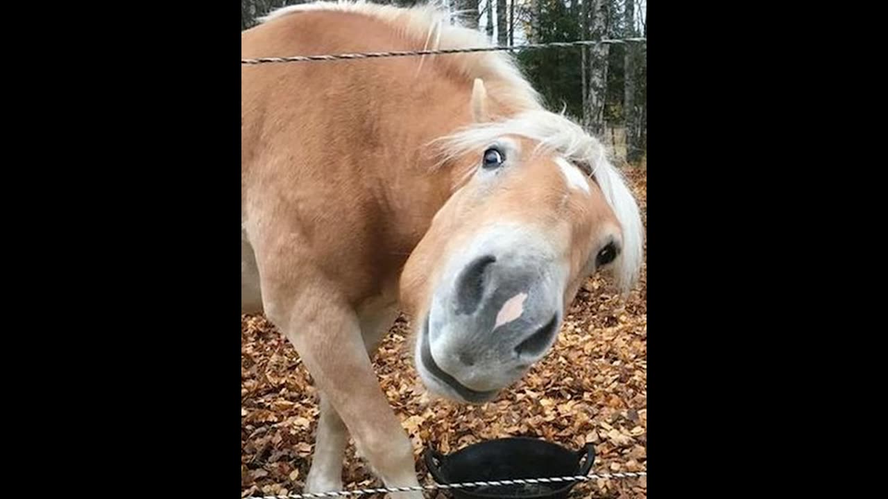 try not to laugh