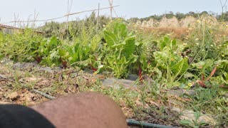 Actividades na Horta Experimental, Margem Sul Agrofloresta 3rd of June 2k25 Part 1