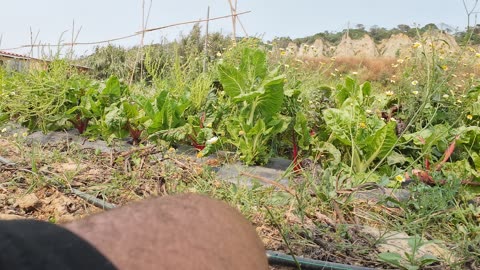 Actividades na Horta Experimental, Margem Sul Agrofloresta 3rd of June 2k25 Part 1