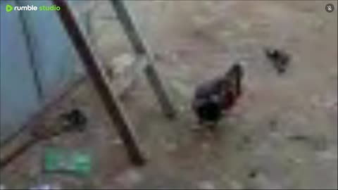 على المباشر