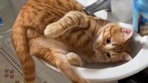 funny cats & kitten