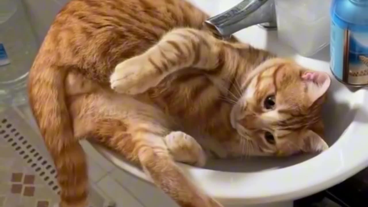 funny cats & kitten