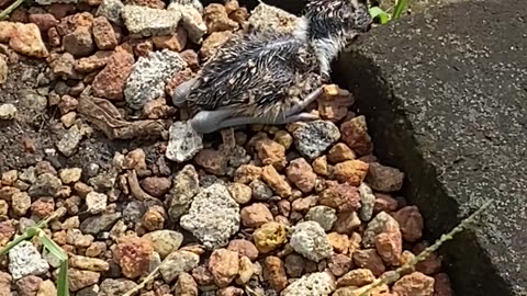 I found newborn baby birds