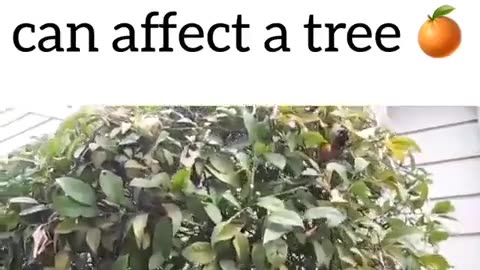 How a Smart Meter Affects a Tree