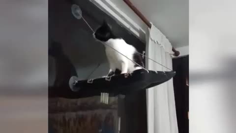 Best funnuy pets video ever