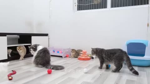 Cat and dog