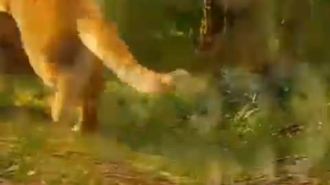 The cat stole the cubs but quickly regretted it. 🤣