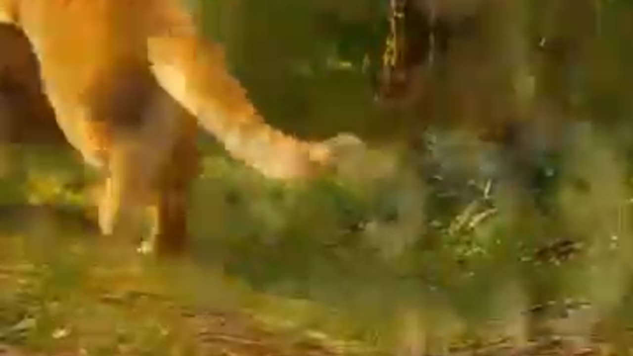 The cat stole the cubs but quickly regretted it. 🤣