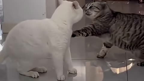 What did he tell him?