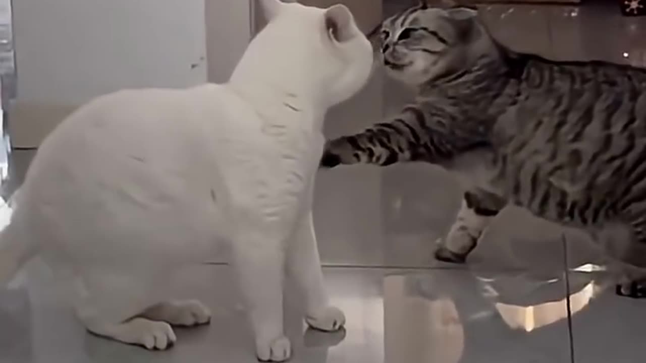 What did he tell him?