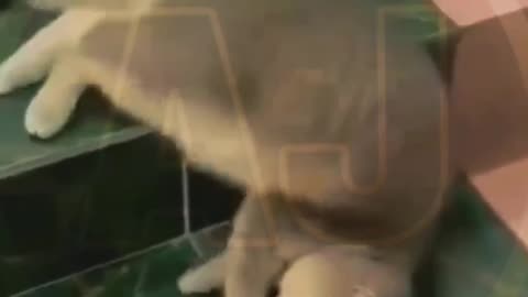 Funny video