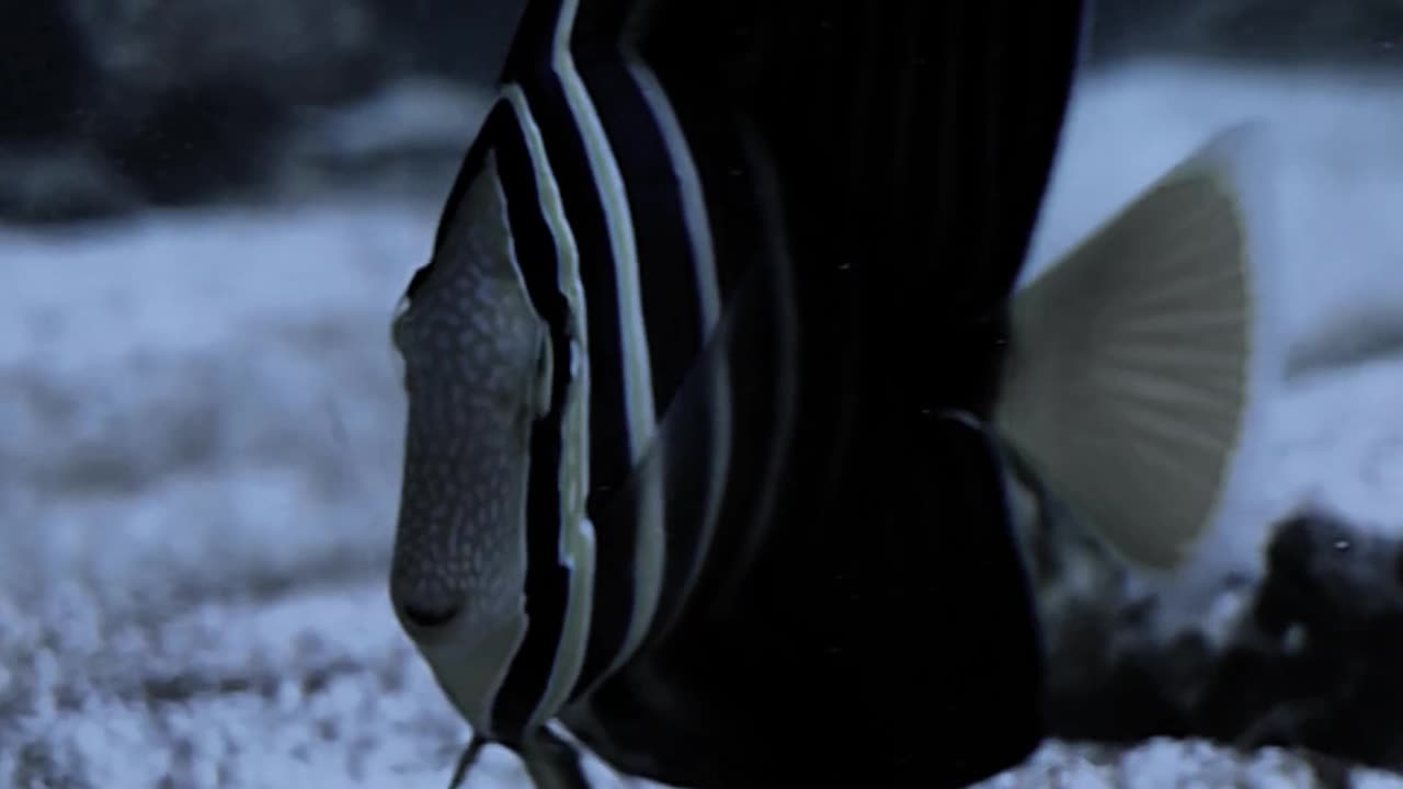 Meet The Don of the Reef – Boss Sailfin Tang
