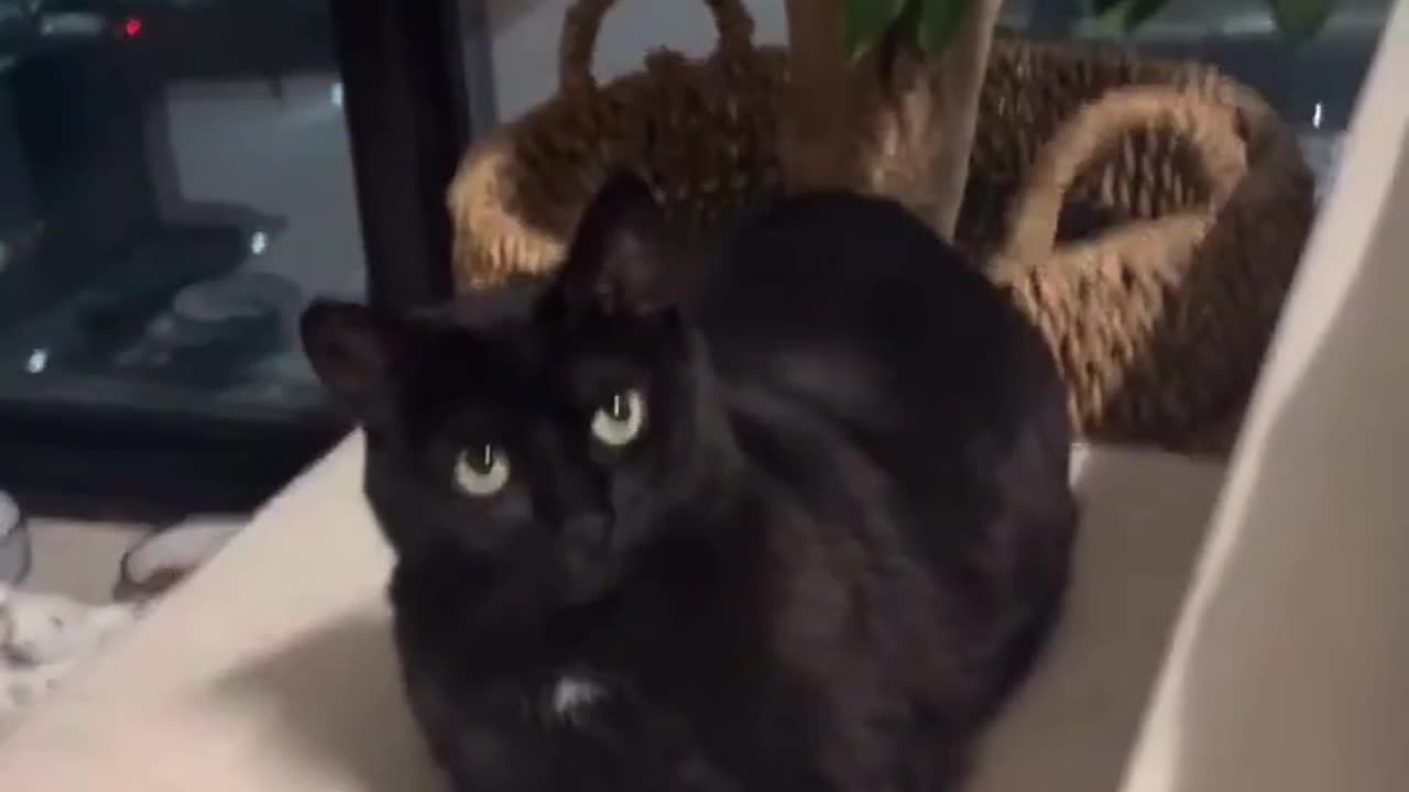 "Epic Cat Freak-Out 😂🐾"