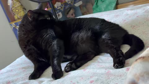 Cute Precious Piper Takes Care of Her Appearance - My Adopted Shelter Cat Vlog