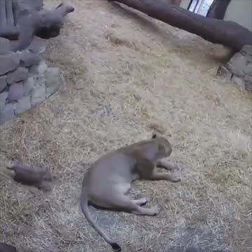 Lion cub sneaking up on its mom.. 😅