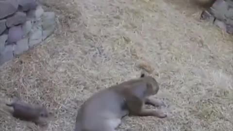 Lion cub sneaking up on its mom.. 😅