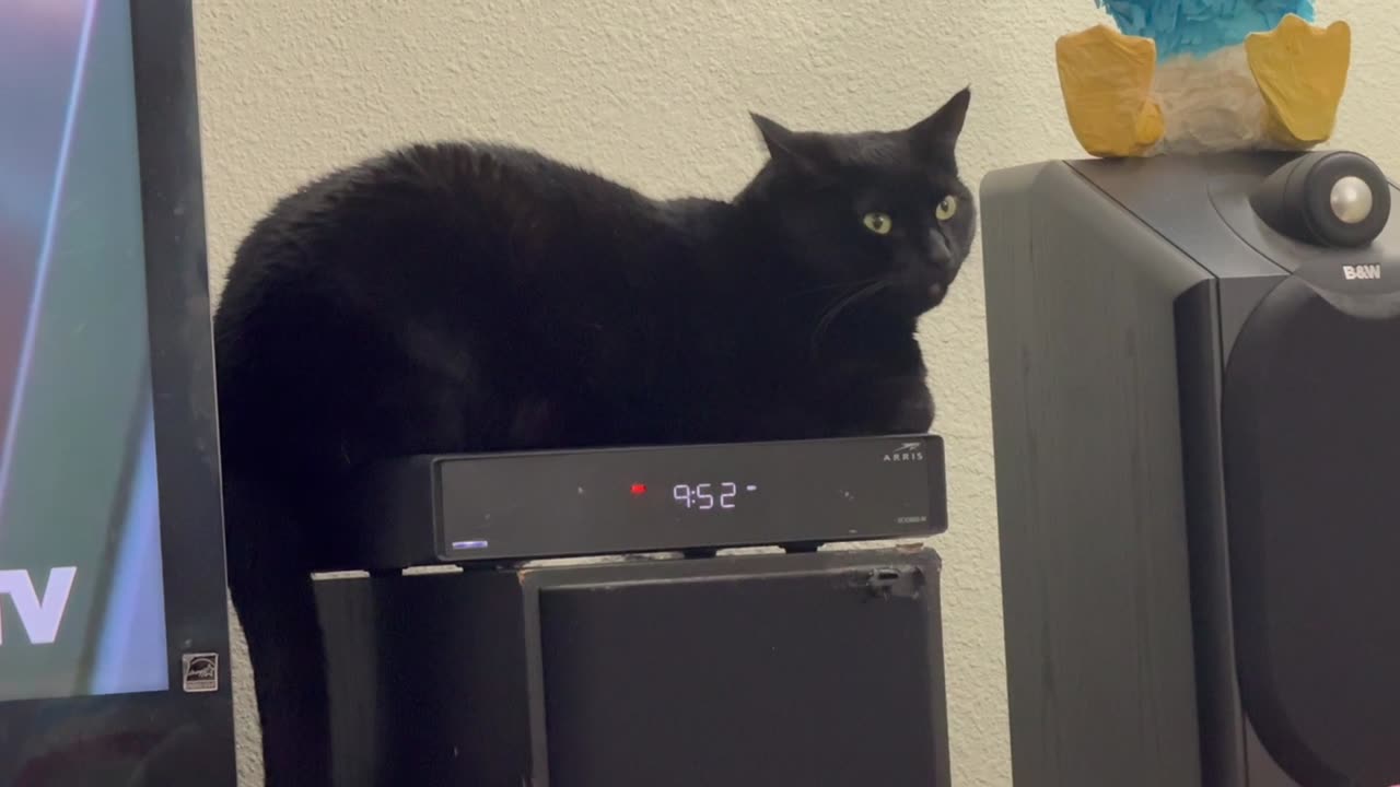 Cute Precious Piper is Much Better to Watch Than the TV - My Adopted Shelter Cat Vlog