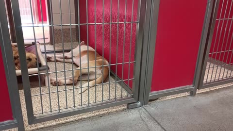 Julio 2y A861520 Bagel 10mos A873669, Quinn A869249 Kali A825195 kennel 1&2 pod 1 PACC shelter20250706_441