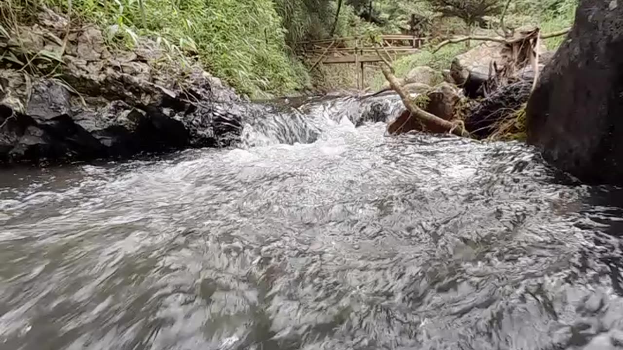 A Day in the Life of Wild Animals