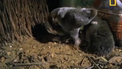 Shrew vs Snake