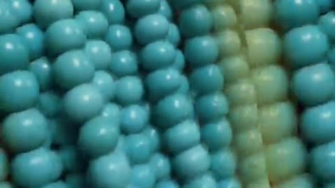 250314-4 The carefully carved natural original turquoise bead