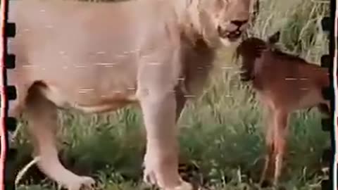animals