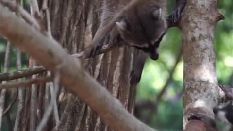 Two raccoons are sitting in the trees