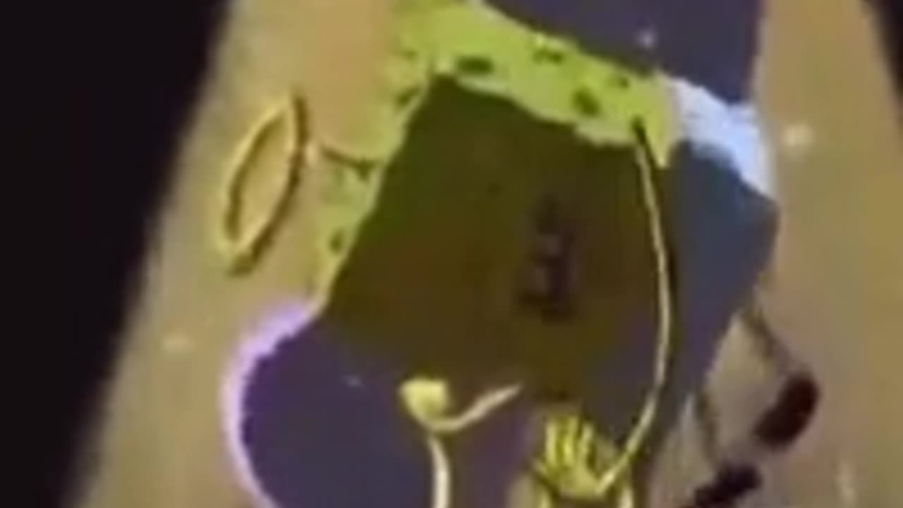 mr crab sdiybt