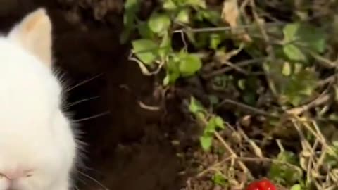 What a cute little rabbit. Cute pet debut plan. Rabbit. Little cute little pet in the countryside.