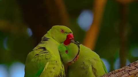 Perrot video