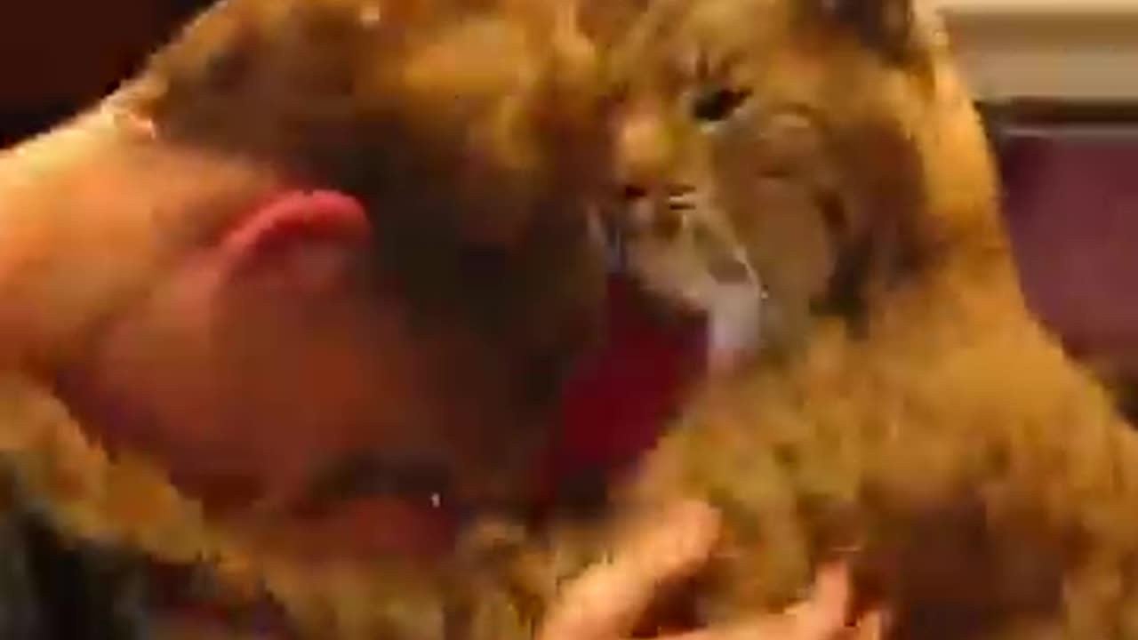 Bobcat's reaction after a boy saved him from a fire