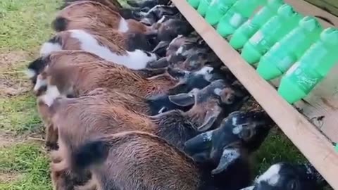 noisy breakfast