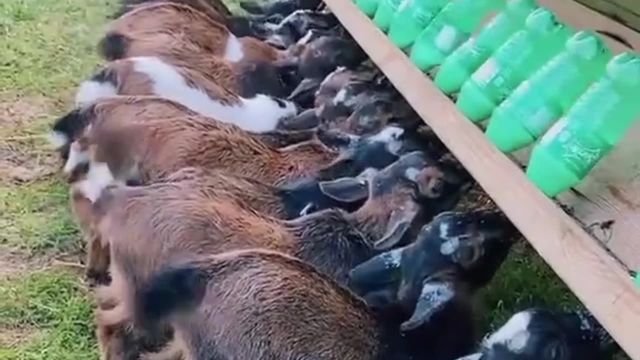 noisy breakfast