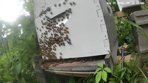 Bees on a Tuesday Morning at Sunrise