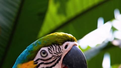 Sassy Baby Parrot Nibbles Shoelace – Adorable Trouble! 🦜💛