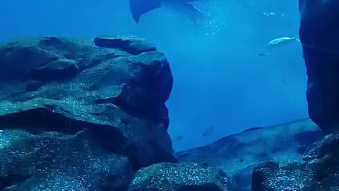 Manta Ray #mantaray #oceanlife #aquarium