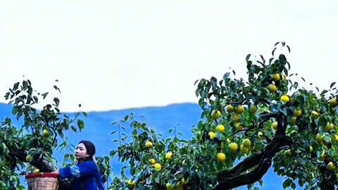 A brave girl is harvesting fresh fruit. Brave girls