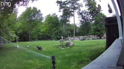 Sprinkler Helps Dog Defend Backyard From Black Bear
