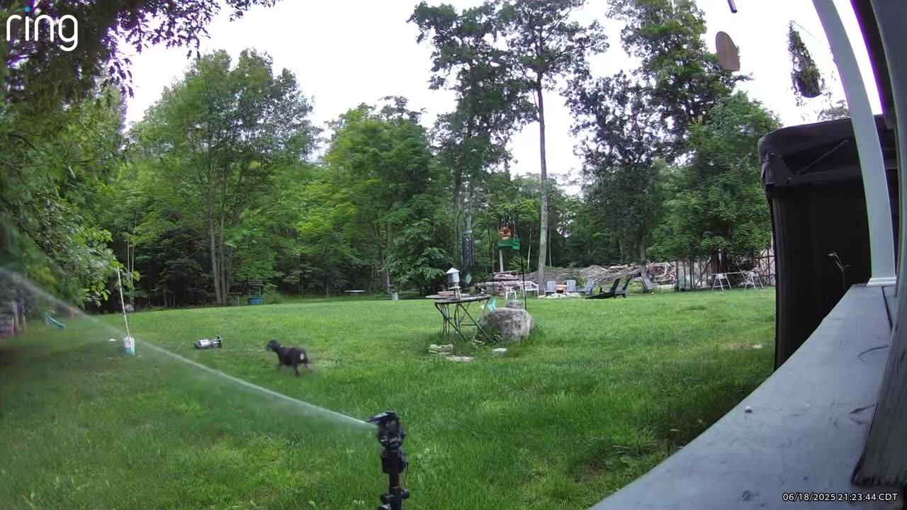 Sprinkler Helps Dog Defend Backyard From Black Bear