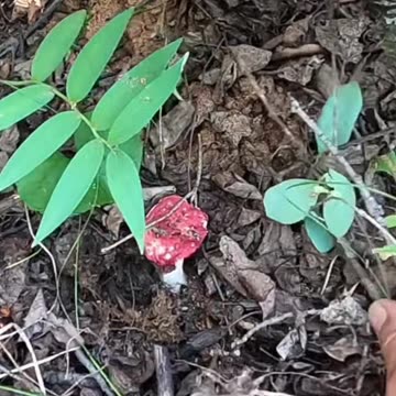 Planting Trees in the Dark!