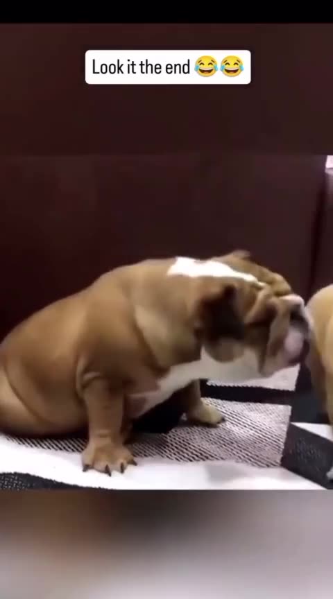 "Dogs & Cats – Funny Things Happening! 🐶🐱🤣"