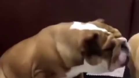 "Dogs & Cats – Funny Things Happening! 🐶🐱🤣"