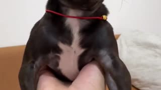 Dog's Comedy Videos 🤣 so cute videos 😍 funny videos 🤣 Live Camera HD 💗 and puppies comedy scenes 😂