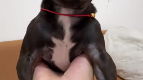 Dog's Comedy Videos 🤣 so cute videos 😍 funny videos 🤣 Live Camera HD 💗 and puppies comedy scenes 😂